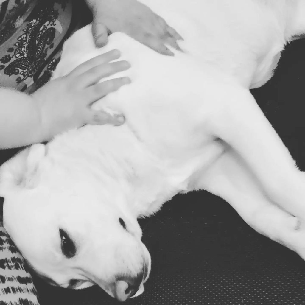 koirahieronta labradori