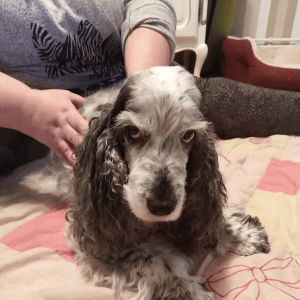 cockerspanieli muuhau koirahieronta